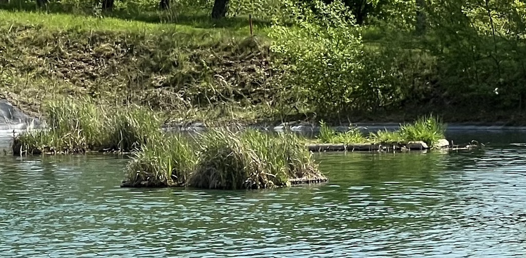 schwimminseln
